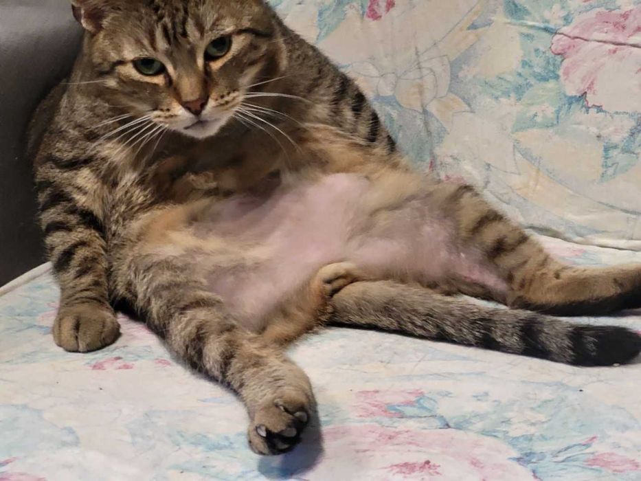 Malcolm - kotek do adopcji