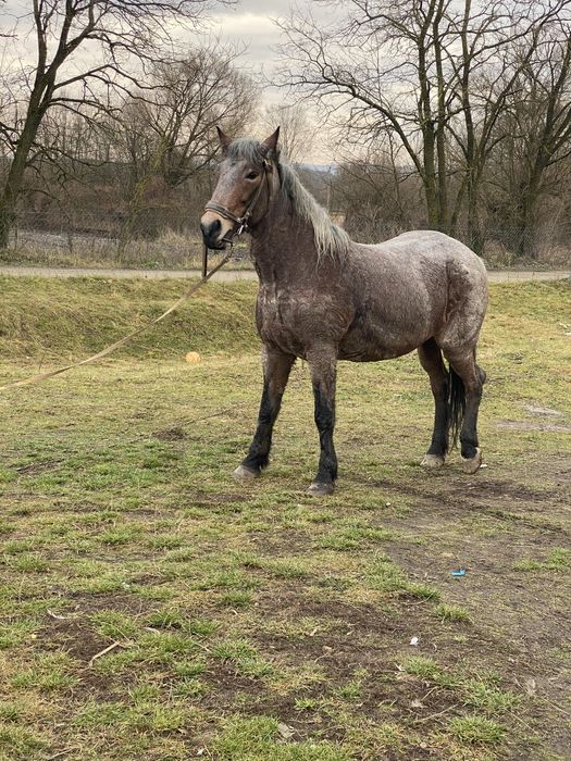 Продам добру кобилу