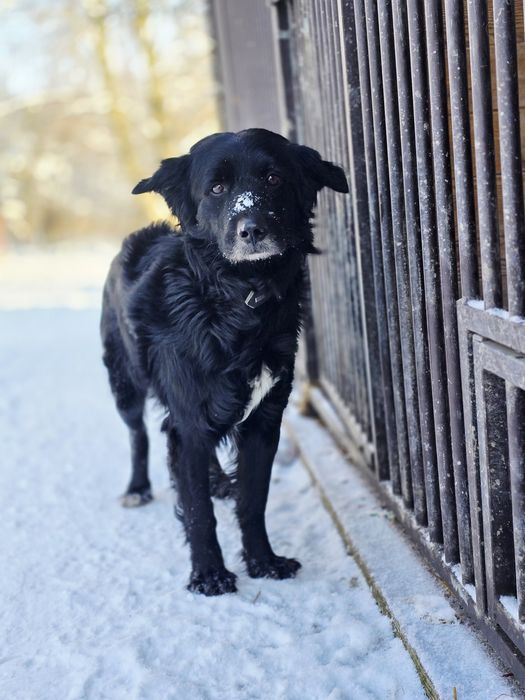 Smutny Mickey - oddany do schroniska