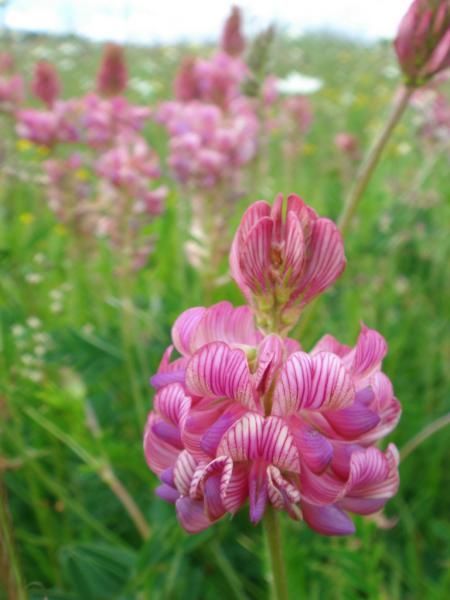 Еспарцет насіння/ экспарцет семенаам