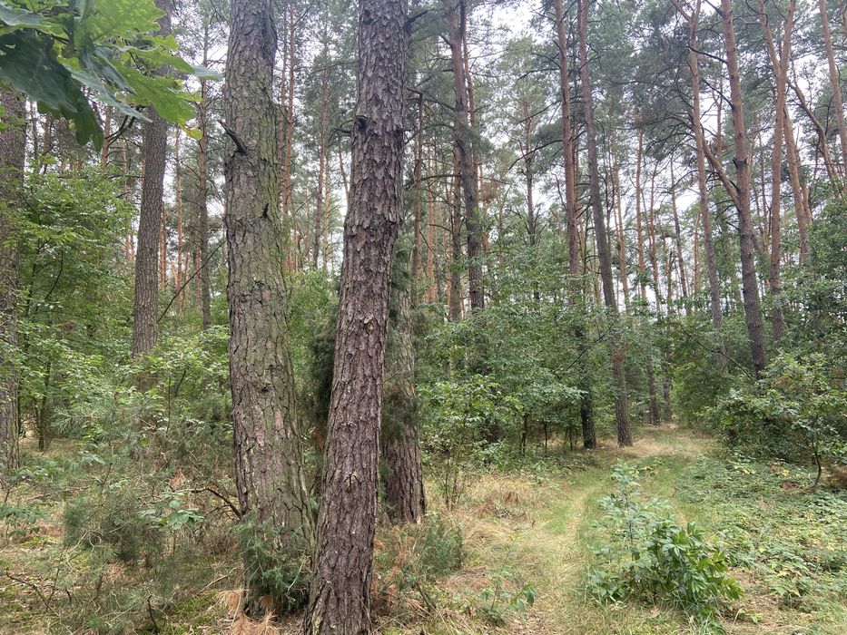Sprzedam las Kochów województwo Mazowieckie