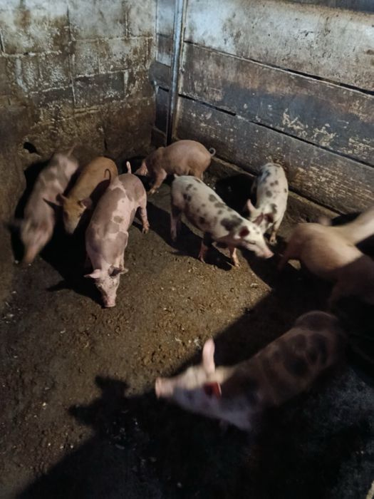 Продаються поросотя петрен дюрок