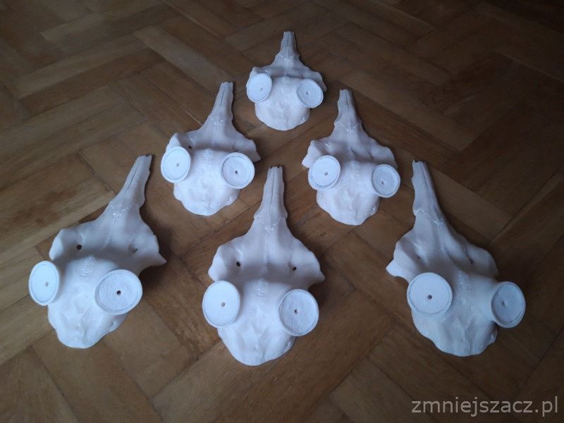 Czaszka jelenia pod zrzuty, poroże