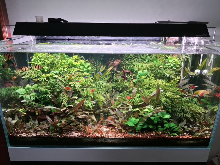 Aquário 100x50x50