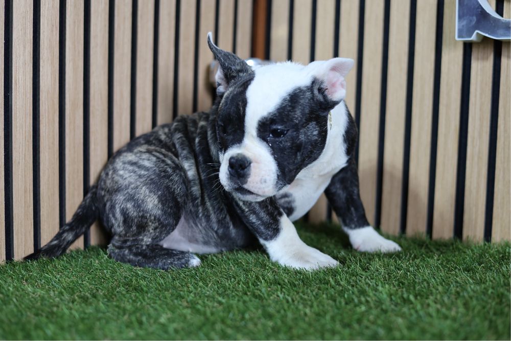 American bully mciro