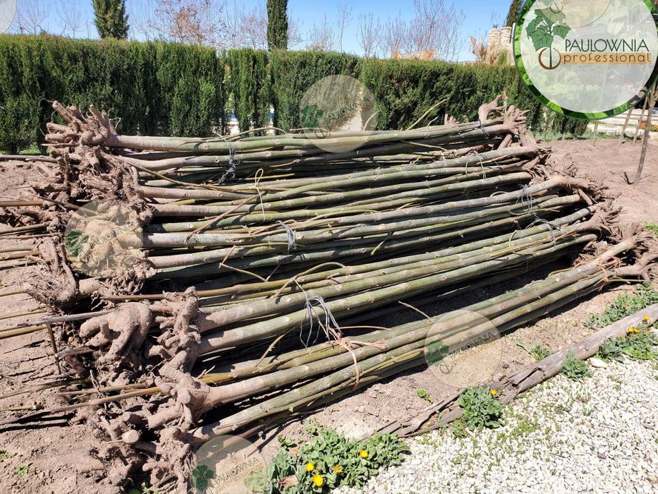 Árvores de raiz nua de Paulownia. Variedade estéril. Desconto