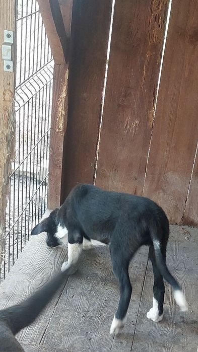 Piesek Border collie