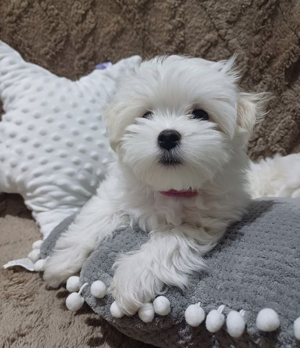 Szczenię rasy maltańczyk