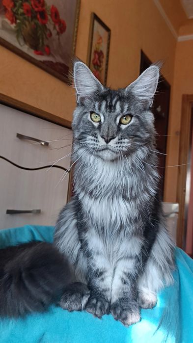 Котик породы Мейн Кун