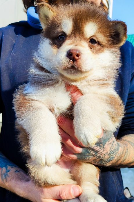 Шоколадного кольору хлопчик та дівчинка