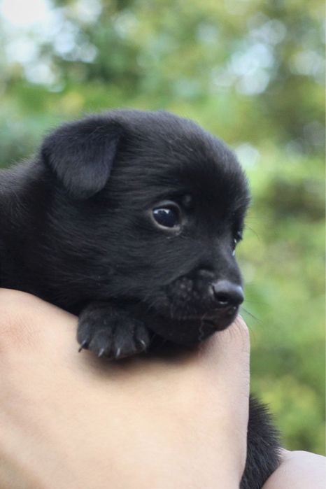 Щеночки в хорошие руки