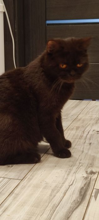 Kocurek brytyjski czarny