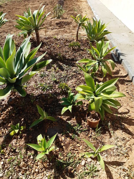 Agave-dragão Agave attenuata