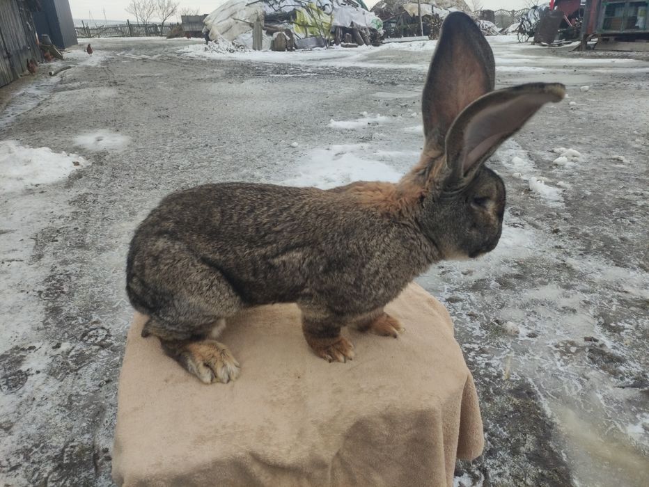 Olbrzym belgijski szary