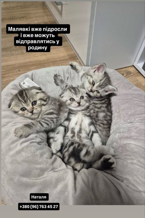 Шотланські вісловухі кошенята