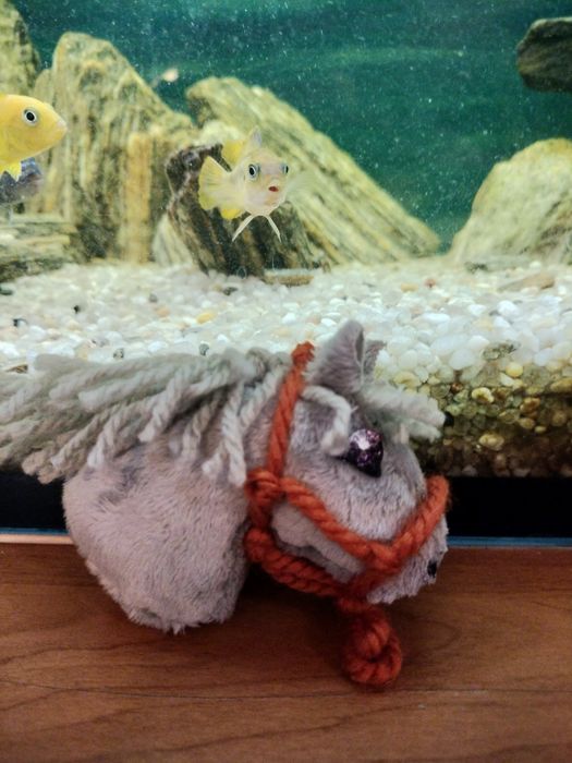 Hobby horse A9 z halterem