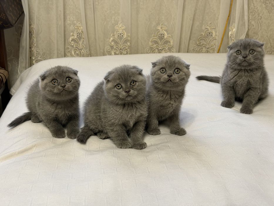 Продам гарних котят