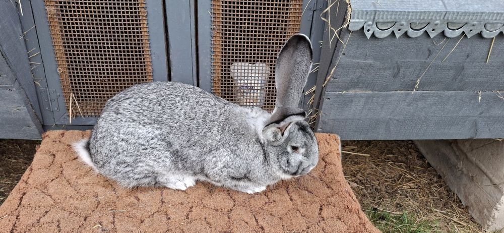 Кролики Б.В є різні лінії
