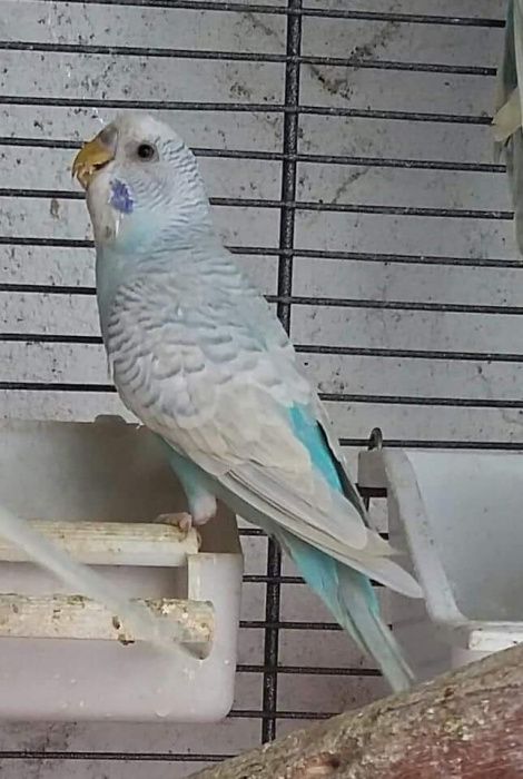 Periquitos Australianos