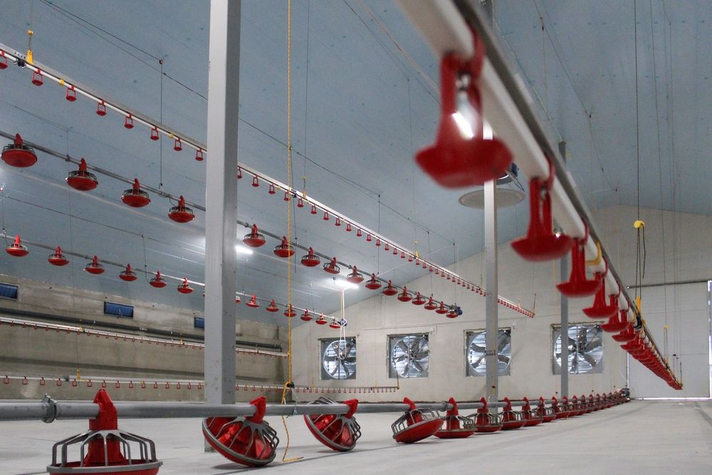 Izolacja Termiczna Dachu Obory Tuczarni Kurnika Styrodur XPS AGRO