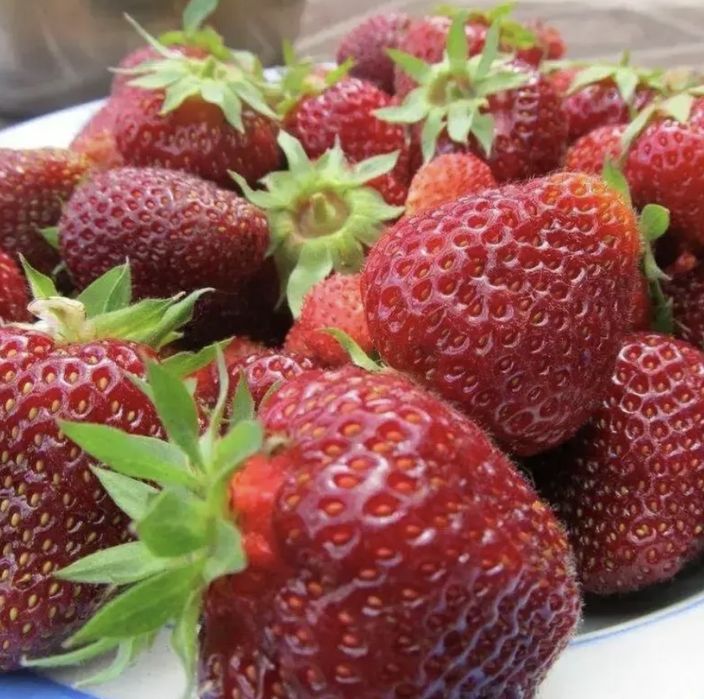 Саджанці полуниці Вікторія