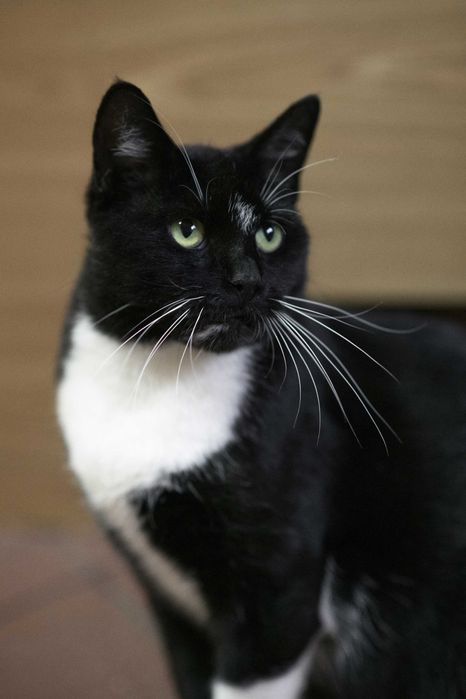 Delikatna kotka PINI szuka domu