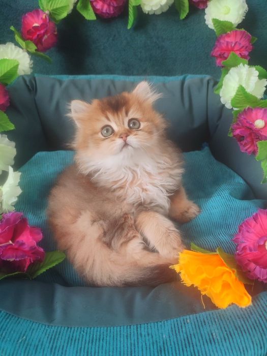 Британская золотая шиншилла, котёнок британец