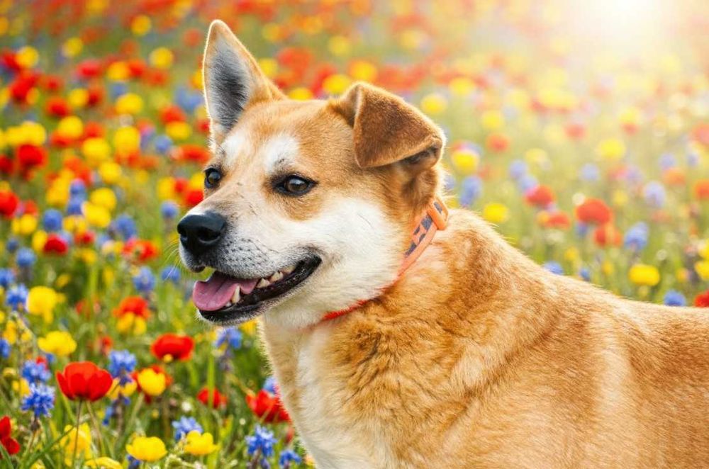 ARAN - piękny, energiczny pies prosi o dom