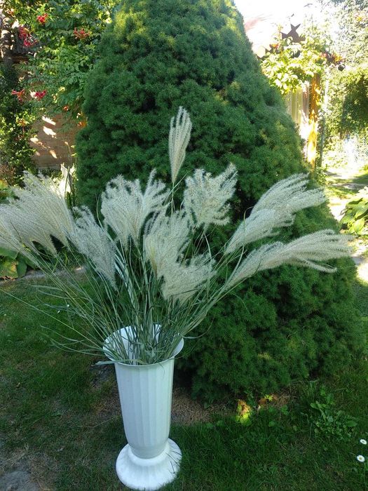 Міскантус декоративна трава для декора