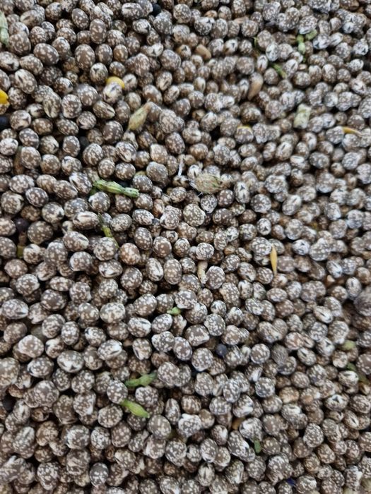 Łubin gorzki Karo tegoroczny