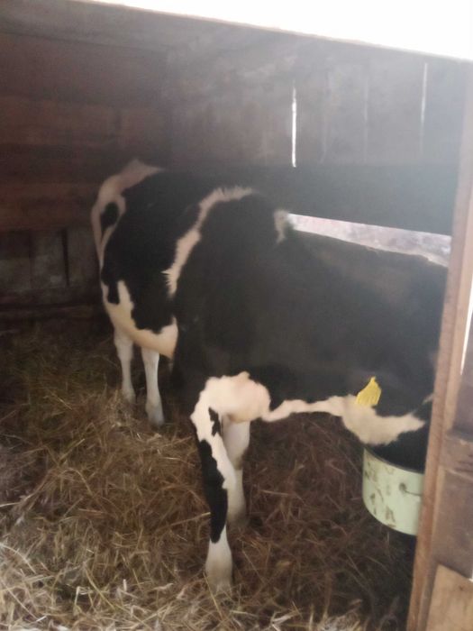 Sprzedam trzy 7 miesięczne jałówki