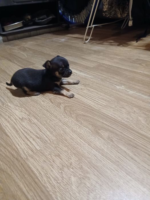 Fêmea Chihuahua muito pequena