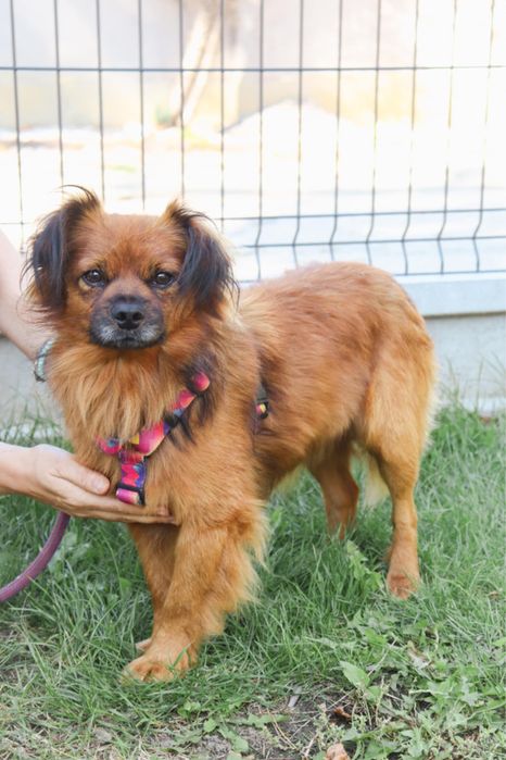 Dropsik rozglada sie za domem na zawsze