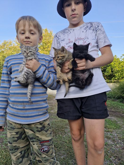 віддам у добрі руки кошенят