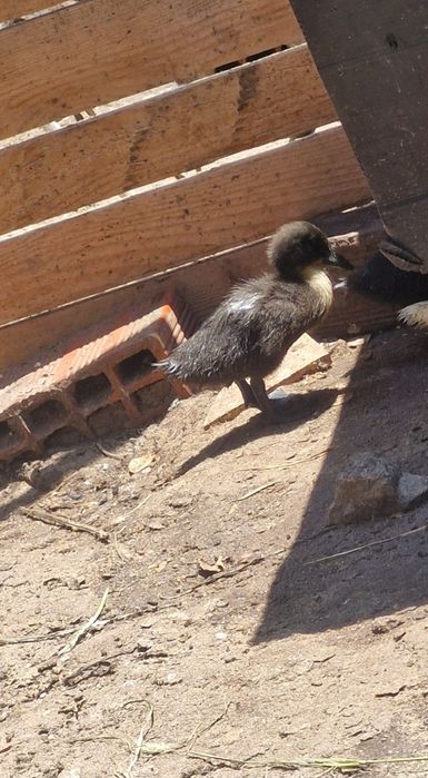 Patos mudos e Cayuga  bebés
