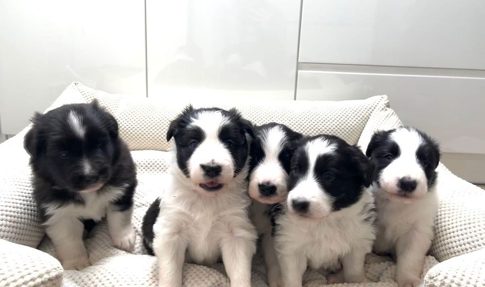 Pieski Border Collie do rezerwacji