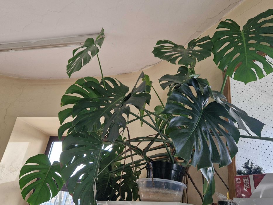 Monstera 150x150 duża