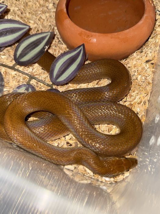 Waz mahoniowy samica roczna