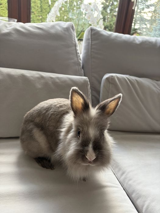 Oddam króliczkę w dobre ręce