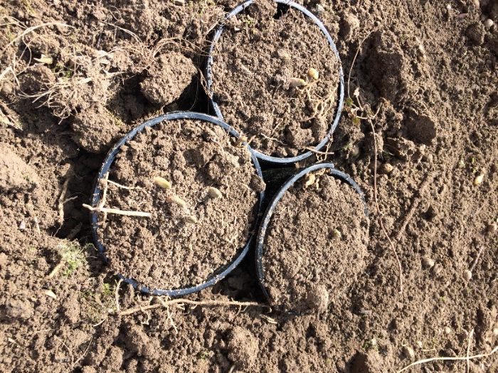 Ландыш майский конвалія