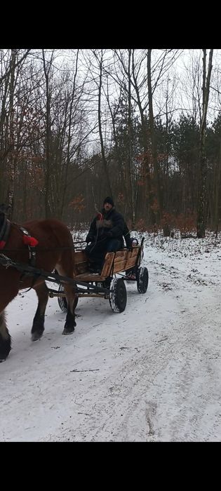 Sprzedam Wóz konny