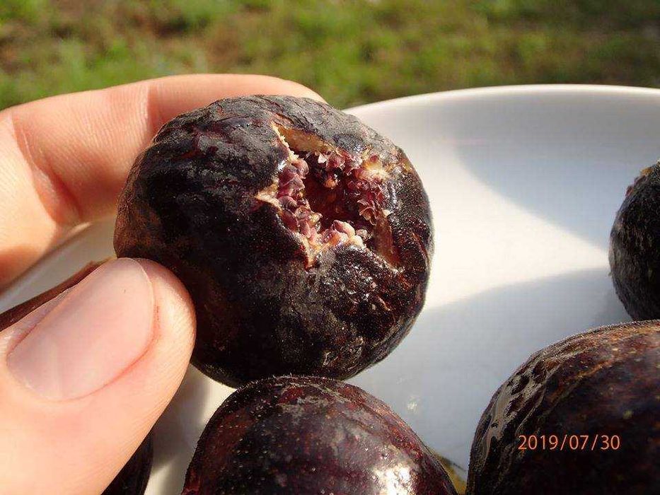 Figa Ronde de Bordeaux owocująca w donicy