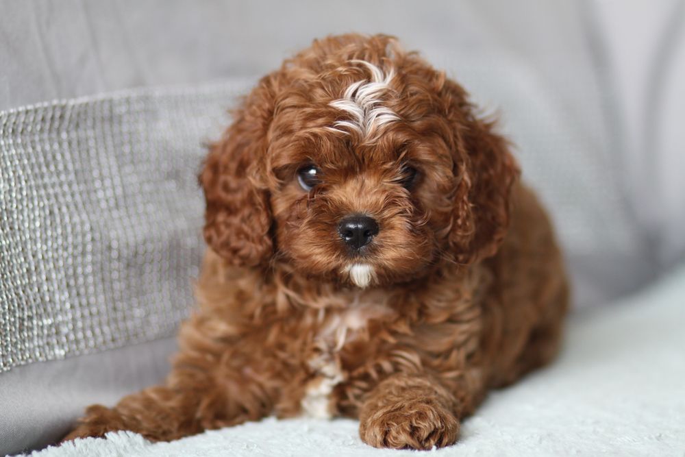 ***Cavapoo śliczny**