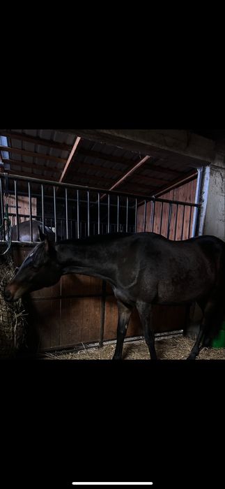 Sprzedam  klacz do towarzystwa/hodowli/lekkich jazd