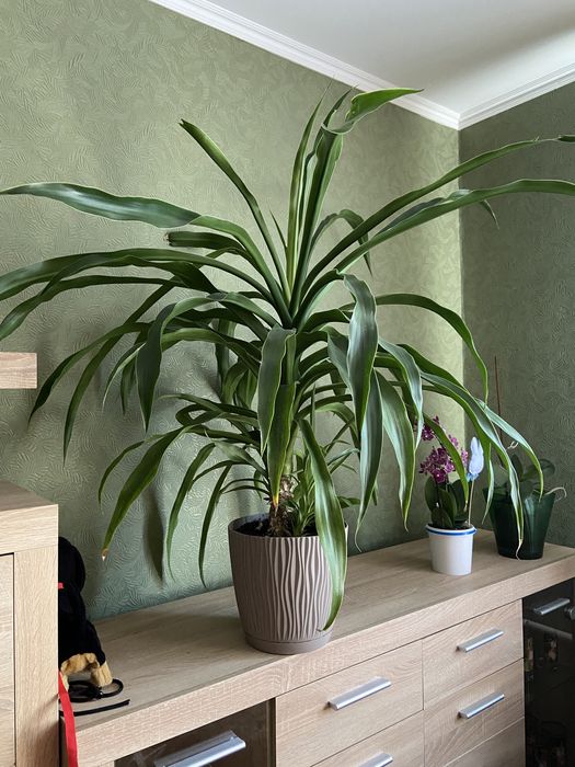 великий вазон дерево рослина