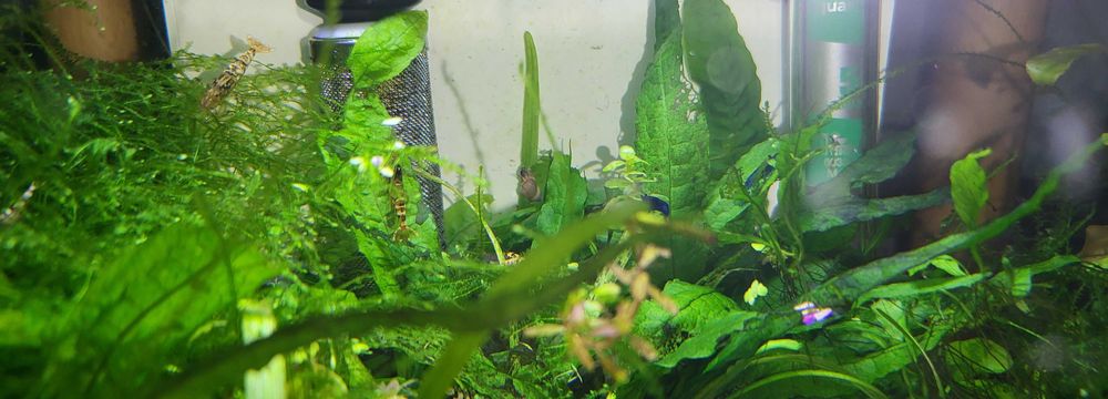 Peixes aquario vendo ou troco