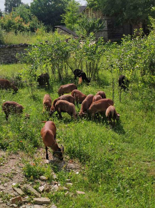 Вівці камерунські