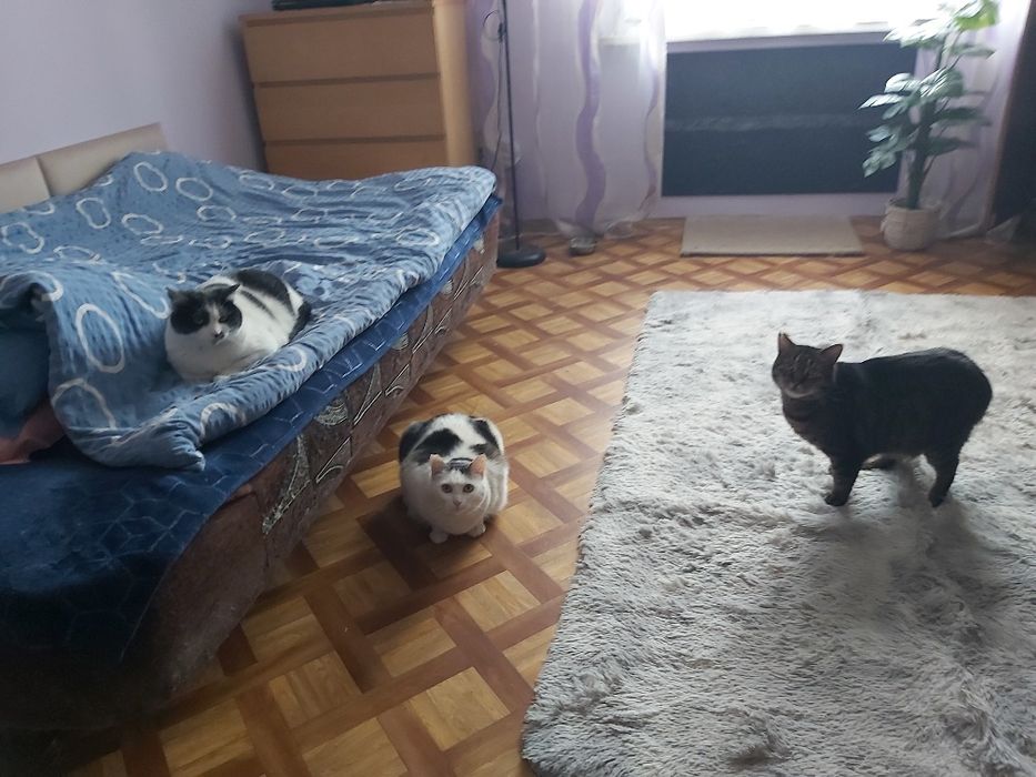 Ok. 4 letnia oaza spokoju - kotka Mania pilnie szuka kochającego domu!