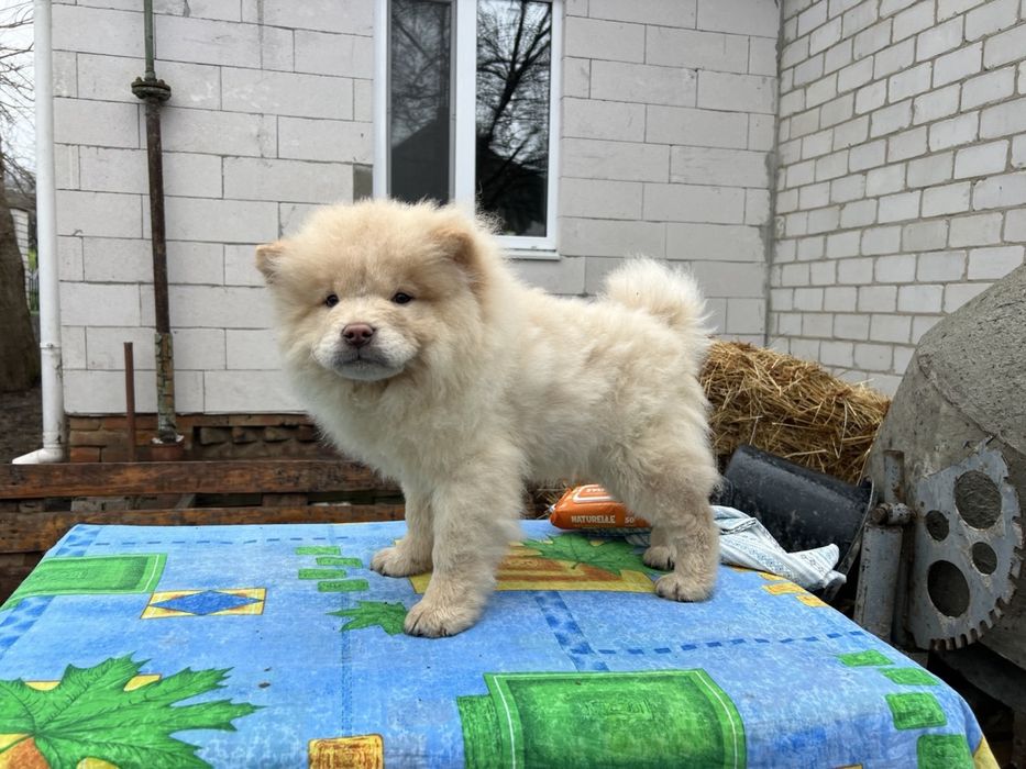 Классні ведмедики-чау. Доставка !