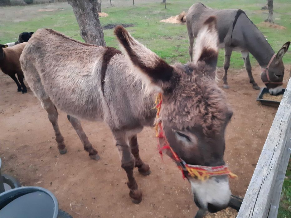 Vendo 4 burros 2 machos e 2 femeas
